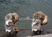 Ducks are Bathing at the River 