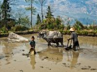 A Hani Peasant is Working in His Rice Terrace in Honghe Prefecture, Yunnan