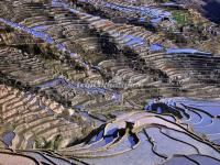 The Flooded Honghe Hani Rice Terraces