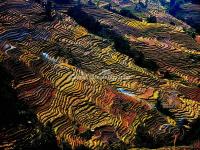 Honghe Hani Rice Terraces in Autumn 