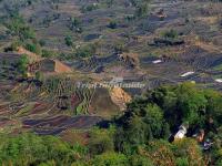 Honghe Hani Rice Terraces