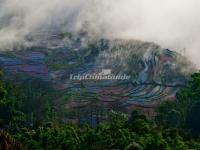 Honghe Hani Rice Terraces