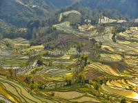 Honghe Hani Rice Terraces