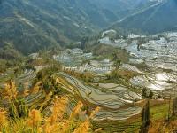 The Beatiful Hani Rice Terraces in Honghe Prefecture, Yunnan