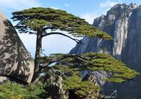 The Pine Greeting Guests in Yellow Mountains China