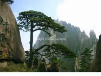 A Guest-Greeting Pine in Yellow Mountain