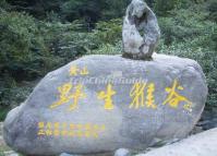 Valley of Wild Monkeys at Huangshan