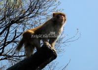 Huangshan Short Tailed Macaque