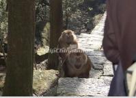 Huangshan Wild Monkeys Valley China