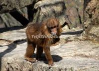 Yellow Mountains Monkeys Huangshan City