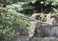 Yellow Mountains Monkeys