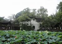 Beautiful Lotus at Humble Adiministrator's Garden
