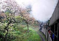 Jiayang Mini Steam Engine Train Sichuan
