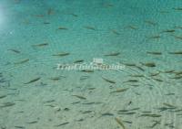 Fish in Beautiful Lake Jiuzhaigou Valley