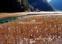  Jiuzhaigou Valley Autumn