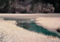 Autumn Landscape at Jiuzhaigou Valley Aba 