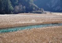 Autumn Scenery at Jiuzhaigou Valley Aba 