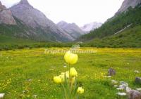 Spring in Jiuzhaigou Valley Aba 