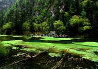 Forest in Jiuzhaigou Valley