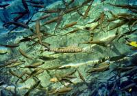 Fishes in Jiuzhaigou Beautiful Lake 