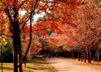 Autumn in Kunming Botanical Garden 