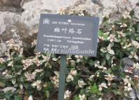 The Plants in Kunming Botanical Garden