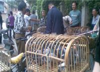 Booming Kunming Flower and Bird Market