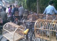 Kunming Flower and Bird Market Yunnan China