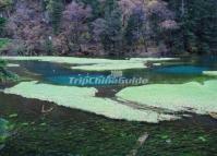 Grass Lake in Jiuzhaigou Valley National Park