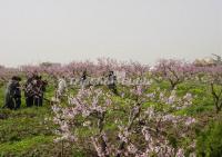 Attractive Land of Peach Blossoms Hunan