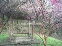 Land of Peach Blossoms Scenic Area Hunan