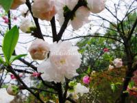 Land of Peach Blossoms Scenic Area China