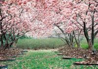 Hunan Land of Peach Blossoms