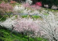 Beautiful Land of Peach Blossoms China