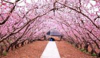 Charming Land of Peach Blossoms Hunan