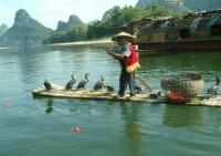 Cormorant Fishing on Li River Guilin