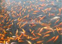 The Fish in Suzhou Lingering Garden