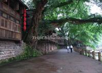 Liujiang Ancient Town Quiet Street Chengdu