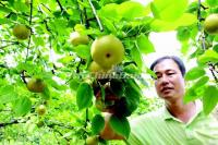 Liuyang Dawei Mountain Fruit Tourism Festival