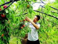 Liuyang Dawei Mountain Fruit Tourism Festival