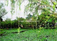 The Lotus at Liyuan Garden
