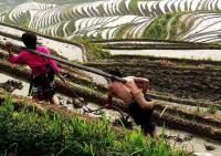 Rice Terraced Fields Longsheng China