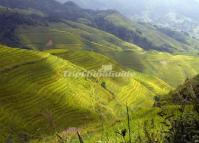 Longji Rice Terraces Guilin