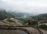 Longsheng Rice Terrced in June