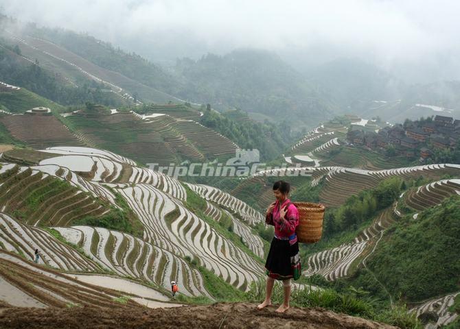 Longsheng Rice Terraced Fields