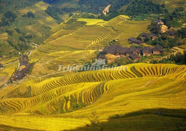 Longsheng Rice Terraces in October