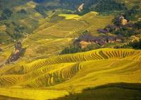 Longji Rice Terraces in Autumn 