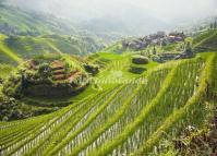 Longsheng Rice Terraces Guilin