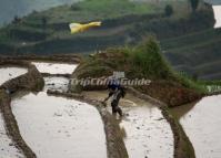 Longsheng Rice Terraces In Water 