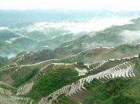Longji Rice Terraces